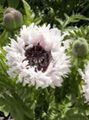 white Garden Flowers Oriental poppy, Papaver orientale Photo, cultivation and description, characteristics and growing