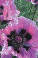 lilac Garden Flowers Oriental poppy, Papaver orientale Photo, cultivation and description, characteristics and growing