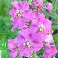 lila Vrtno Cvetje Okrasne Mullein, Verbascum fotografija, gojenje in opis, značilnosti in rast