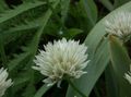hvit Hage blomster Ornamental Løk, Allium Bilde, dyrking og beskrivelse, kjennetegn og voksende
