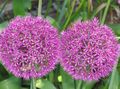 pink Garden Flowers Ornamental Onion, Allium Photo, cultivation and description, characteristics and growing