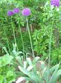 syrin Hage blomster Ornamental Løk, Allium Bilde, dyrking og beskrivelse, kjennetegn og voksende