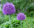 lilla Hage blomster Ornamental Løk, Allium Bilde, dyrking og beskrivelse, kjennetegn og voksende