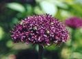 burgunder Hage blomster Ornamental Løk, Allium Bilde, dyrking og beskrivelse, kjennetegn og voksende