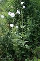 balts Dārza Ziedi Ostrowskia, Ostrowskia magnifica Foto, audzēšana un apraksts, raksturlielumi un augošs