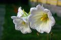 baltas Sodo Gėlės Ostrowskia, Ostrowskia magnifica Nuotrauka, auginimas ir aprašymas, charakteristikos ir augantis