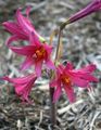 pink Garden Flowers Oxblood lily, schoolhouse lily, Rhodophiala Photo, cultivation and description, characteristics and growing