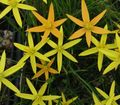 gul Malt Påfugl Blomst, Påfugl Stjerner, Spiloxene Bilde, dyrking og beskrivelse, kjennetegn og voksende