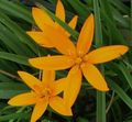 orange Malt Påfugl Blomst, Påfugl Stjerner, Spiloxene Bilde, dyrking og beskrivelse, kjennetegn og voksende