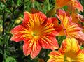 laranja Flores do Jardim Língua Pintada, Salpiglossis foto, cultivo e descrição, características e crescente
