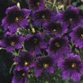 roxo Flores do Jardim Língua Pintada, Salpiglossis foto, cultivo e descrição, características e crescente