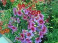 rosa Flores do Jardim Língua Pintada, Salpiglossis foto, cultivo e descrição, características e crescente
