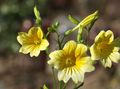 amarelo Flores do Jardim Língua Pintada, Salpiglossis foto, cultivo e descrição, características e crescente