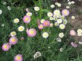 biely Záhradné kvety Papier Sedmokráska, Sunray, Helipterum fotografie, pestovanie a popis, vlastnosti a pestovanie