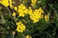 žltá Záhradné kvety Papier Sedmokráska, Sunray, Helipterum fotografie, pestovanie a popis, vlastnosti a pestovanie