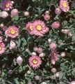 ružová Záhradné kvety Papier Sedmokráska, Sunray, Helipterum fotografie, pestovanie a popis, vlastnosti a pestovanie