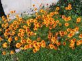 orange Garden Flowers Parachute daisy, Ursinia Photo, cultivation and description, characteristics and growing