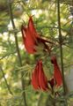 赤 庭の花 オウムのくちばし、サンゴ宝石、ペリカンのくちばし, Lotus berthelotii フォト, 栽培 と 説明, 特性 と 成長