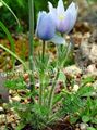 ljusblå Trädgårdsblommor Backsippa, Pulsatilla Fil, uppodling och beskrivning, egenskaper och odling