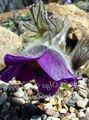 violett Trädgårdsblommor Backsippa, Pulsatilla Fil, uppodling och beskrivning, egenskaper och odling