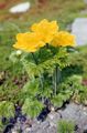 gul Trädgårdsblommor Backsippa, Pulsatilla Fil, uppodling och beskrivning, egenskaper och odling