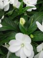 white Garden Flowers Patience Plant, Balsam, Jewel Weed, Busy Lizzie, Impatiens Photo, cultivation and description, characteristics and growing