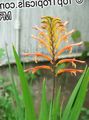 red Garden Flowers Pennants, African Cornflag, Cobra Lily, Chasmanthe (Antholyza) Photo, cultivation and description, characteristics and growing