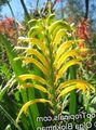 yellow Garden Flowers Pennants, African Cornflag, Cobra Lily, Chasmanthe (Antholyza) Photo, cultivation and description, characteristics and growing