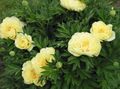yellow Garden Flowers Peony, Paeonia Photo, cultivation and description, characteristics and growing