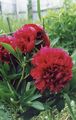 bordo Bahçe Çiçekleri Şakayık, Paeonia fotoğraf, yetiştirme ve tanım, özellikleri ve büyüyen