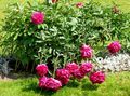 red Garden Flowers Peony, Paeonia Photo, cultivation and description, characteristics and growing