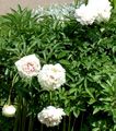 white Garden Flowers Peony, Paeonia Photo, cultivation and description, characteristics and growing