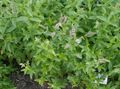 ライラック 庭の花 ペパーミント, Mentha piperita フォト, 栽培 と 説明, 特性 と 成長
