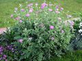 bándearg bláthanna gairdín Cornflower Peirsis, Mínscoth, Centaurea dealbata Photo, saothrú agus Cur síos, saintréithe agus ag fás