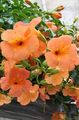 orange Garden Flowers Petunia Photo, cultivation and description, characteristics and growing