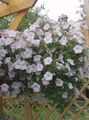 white Garden Flowers Petunia Photo, cultivation and description, characteristics and growing