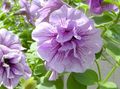 lilac Garden Flowers Petunia Photo, cultivation and description, characteristics and growing