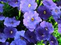 blue Garden Flowers Petunia Photo, cultivation and description, characteristics and growing