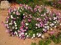 pink Garden Flowers Petunia Photo, cultivation and description, characteristics and growing