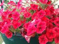 red Garden Flowers Petunia Photo, cultivation and description, characteristics and growing