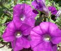 purple Garden Flowers Petunia Photo, cultivation and description, characteristics and growing