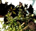 black Garden Flowers Petunia Photo, cultivation and description, characteristics and growing
