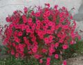 sarkans Dārza Ziedi Petūnijas Fortunia, Petunia x hybrida Fortunia Foto, audzēšana un apraksts, raksturlielumi un augošs