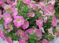 rosa Hage blomster Petunia Fortunia, Petunia x hybrida Fortunia Bilde, dyrking og beskrivelse, kjennetegn og voksende