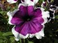 lilla Hage blomster Petunia Fortunia, Petunia x hybrida Fortunia Bilde, dyrking og beskrivelse, kjennetegn og voksende