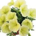 dzeltens Dārza Ziedi Petūnijas Fortunia, Petunia x hybrida Fortunia Foto, audzēšana un apraksts, raksturlielumi un augošs