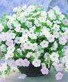 white Garden Flowers Petunia Fortunia, Petunia x hybrida Fortunia Photo, cultivation and description, characteristics and growing