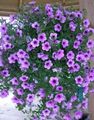 lilac Garden Flowers Petunia Fortunia, Petunia x hybrida Fortunia Photo, cultivation and description, characteristics and growing