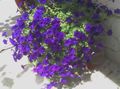 blue Garden Flowers Petunia Fortunia, Petunia x hybrida Fortunia Photo, cultivation and description, characteristics and growing