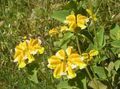 giallo I fiori da giardino Phlomis foto, la lavorazione e descrizione, caratteristiche e la coltivazione